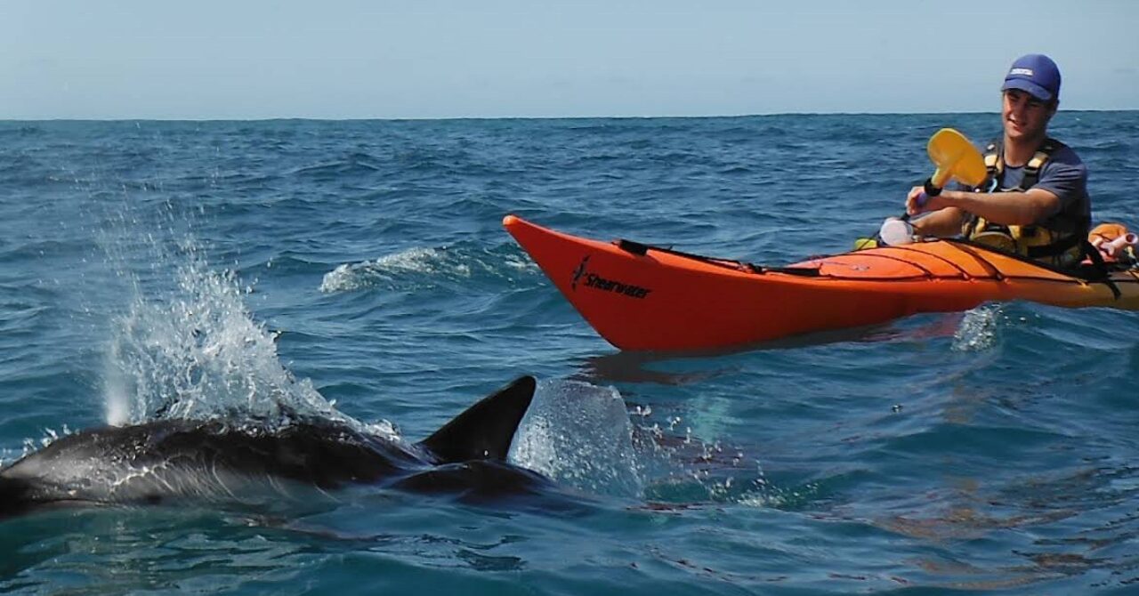 野生のアザラシと出会う！カイコウラ・カヤックツアー【行き方・料金・予約方法・注意点などを徹底解説！】